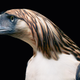 Image: Tim Flach